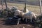 Sheep stuck in a fence