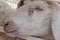 Sheep stuck her head through the fence and looks in farm