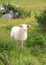 Sheep in Summer pasture