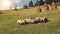 Sheep on sun mountain grass valley. Autumn nature landscape. Grazing farm animal. Rural biodiversity