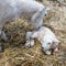 Sheep taking care to her newborn lamb