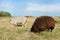 Sheep at Texel island