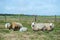 Sheep at Texel island