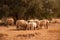 The sheep in Thar Desert