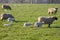 Sheep with their lambs on a meadow during lambing season