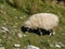 Sheep with a thick coat eats grass in the mountains