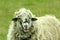 Sheep with thick fleece on the pasture