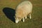 Sheep with a thick layer of wool grazing on lawn