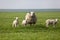 Sheep with three lambs in the field