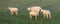 Sheep and three lambs in green grassy meadow in warm early morning light