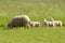 A sheep with three lambs on a meadow