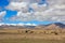 Sheep on Tibetan plateau with snowy peaks of the Himalayas in th