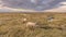 Sheep in Tidal Marshland nature reserve Saeftinghe