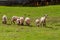 Sheep together