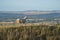 Sheep on top of a hill overlooking Wiltshire