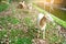 Sheep in a traditional farming ,livestock farm , outdoor