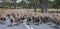 Sheep Traffic in Tasmania