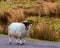 Sheep on the trail to Mahon Falls