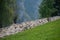 Sheep transhumance