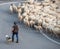 Sheep transhumance