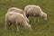 Sheep trio grazing in green field