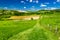 Sheep in Tuscany meadow