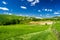 Sheep in Tuscany meadow, Italy