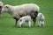 Sheep with twin lamb on the forgotten world highway, New Zealand