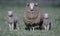 Sheep with twin lambs