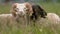 Sheep with twisted horns, (Traditional Slovak breed - Original Valaska ) resting in spring meadow chewing grass