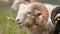 Sheep with twisted horns, (Traditional Slovak breed - Original Valaska ) resting in spring meadow grass,