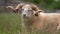 Sheep with twisted horns, (Traditional Slovak breed - Original Valaska ) resting in spring meadow grass,