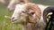 Sheep with twisted horns, (Traditional Slovak breed - Original Valaska ) resting in spring meadow grass,