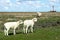 Sheep with two lambs on the salt marsh with the lighthouse Westerhever in the background, Germany