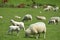 Sheep in Tyneham valley