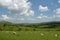 Sheep in Tyneham valley