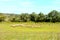 Sheep. Typical rural landscape in the plains of Transylvania, Romania.