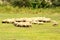 Sheep. Typical rural landscape in the plains of Transylvania, Romania.