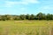 Sheep. Typical rural landscape in the plains of Transylvania, Romania.