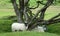 Sheep under gnarled tree.