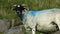 a sheep with a unique blue stripe grazes peacefully. zoom in