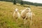 Sheep on upland meadow