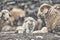 The sheep in Upper Shimshal 5600m live even in summer in winter conditions full of snow and temperatures that drop to -15, -20 deg