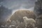 The sheep in Upper Shimshal 5600m live even in summer in winter conditions full of snow and temperatures that drop to -15, -20 deg