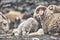 The sheep in Upper Shimshal 5600m live even in summer in winter conditions full of snow and temperatures that drop to -15, -20 deg