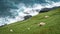 Sheep on Vagar island eating grass on steep cliffs, Faroe Islands, Denmark, Europe