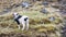 Sheep on Vagar island, Faroe Islands, Denmark, Europe