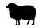 Sheep vector illustration black silhouette.