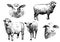 Sheep vector illustrations
