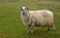 Sheep, Ventry, Ireland